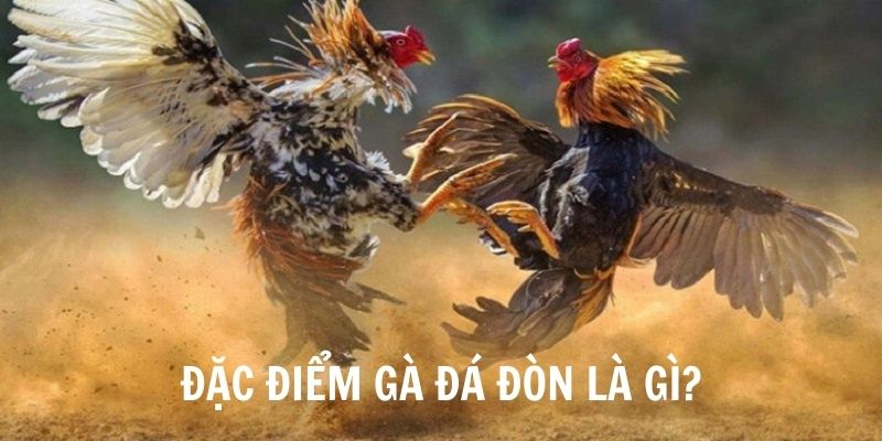 4 đặc điểm tạo nên khác biệt của đá gà đòn