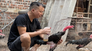 Chăm sóc gà trước khi đá là vô cùng cần thiết