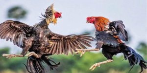 Nuôi gà đá bo lớn đúng chuẩn mang đến nhiều lợi ích