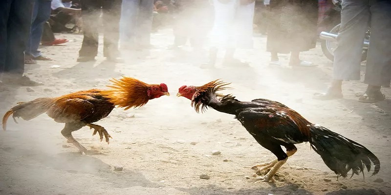 Nuôi gà đá bo nên chú ý cắt tai tích