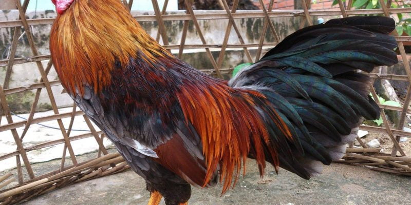 Cắt tỉa, vệ sinh, phòng bệnh và huấn luyện thường xuyên bị bỏ qua