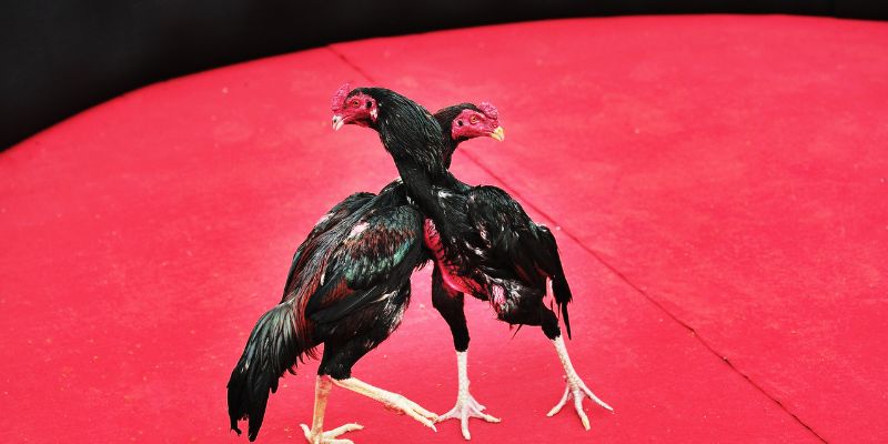 Giai đoạn quan trọng nhất để gà tới pin
